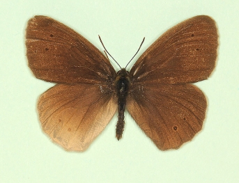 postdex-pathological Ringlet (Aphantopus hyperanthus)