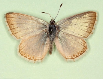 cinnameus Chalkhill Blue (Polyommatus (Lysandra) coridon)