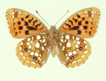 cuneata High Brown Fritillary (Argynnis adippe)