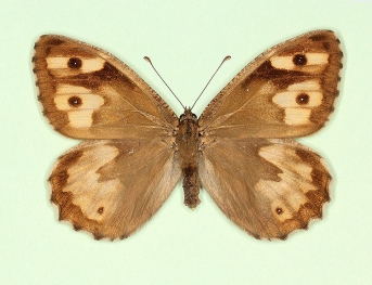 sabrinae Grayling (Hipparchia semele)