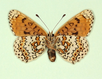 interligata Glanville Fritillary (Melitaea cinxia)