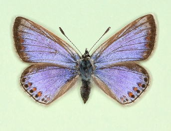 caerulescens Common Blue (Polyommatus (Lysandra) icarus)
