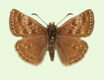 Dingy Skipper (Erynnis tages)