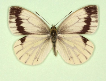 continua Green-veined White (Pieris napi)