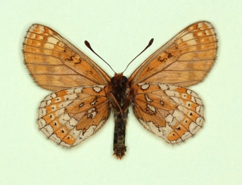 sesostris Marsh Fritillary (Euphydryas aurinia)