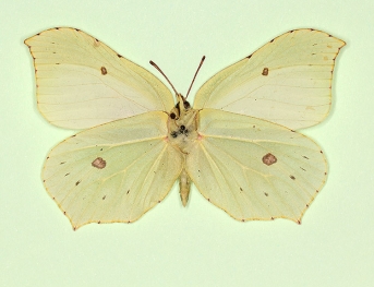 hoefnagoli Brimstone (Gonepteryx rhamni)