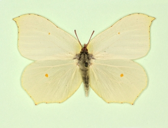 cleodoxa Brimstone (Gonepteryx rhamni)