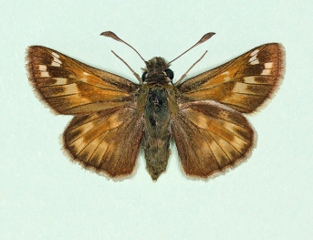 ab. nov Silver-spotted Skipper (Hesperia comma)