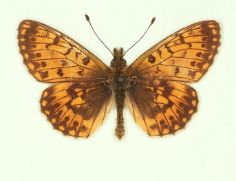 trans ab. vanescens Small Pearl-bordered Fritillary (Boloria selene)