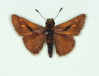 pallidapuncta Silver-spotted Skipper (Hesperia comma)