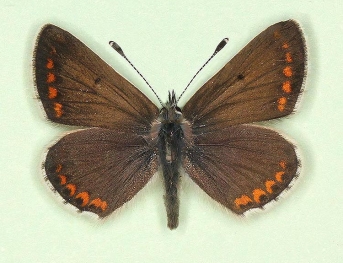 Brown Argus (Aricia agestis)