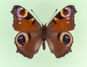 diopthalmica Peacock (Inachis io)