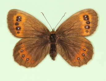 freyeri Scotch Argus (Erebia aethiops)