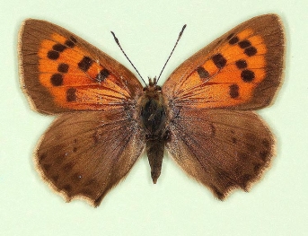 obsoleta Small Copper (Lycaena phlaeas)