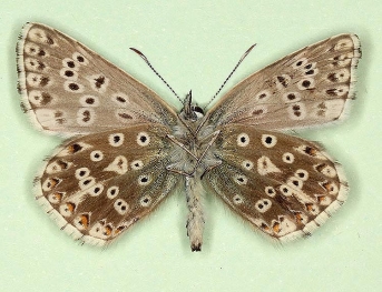 grisea + asymmetrical Chalkhill Blue (Polyommatus (Lysandra) coridon)
