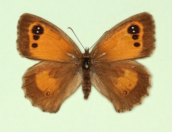 crassiexcessa Gatekeeper (Pyronia tithonus)