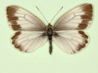 funebris Green-veined White (Pieris napi)