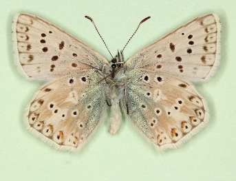 albofimbriata Chalkhill Blue (Polyommatus (Lysandra) coridon)