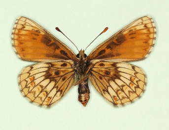 sohana Heath Fritillary (Melitaea athalia)