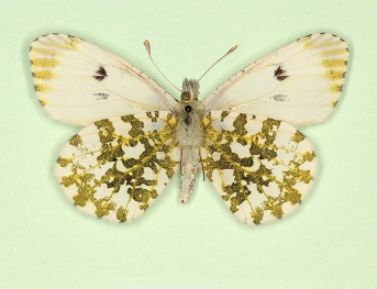 nov Orange-tip (Anthocharis cardamines)