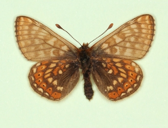 pathological Marsh Fritillary (Euphydryas aurinia)