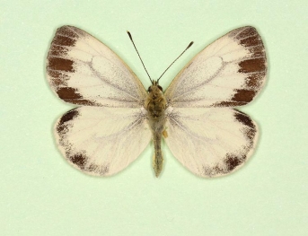 funebris Green-veined White (Pieris napi)