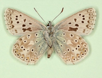 biarcuata Chalkhill Blue (Polyommatus (Lysandra) coridon)