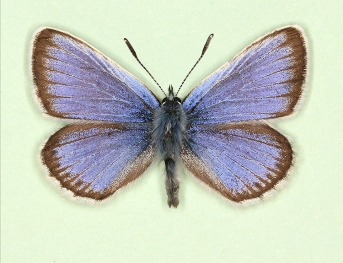 Silver-studded Blue (Plebejus argus)