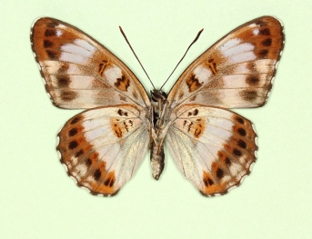 latealba White Admiral (Limenitis camilla)