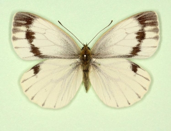 continua Green-veined White (Pieris napi)