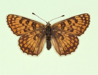 deficiens Glanville Fritillary (Melitaea cinxia)