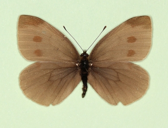 fuscata Small White (Pieris rapae)