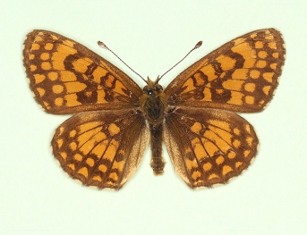 obsoleta Heath Fritillary (Melitaea athalia)
