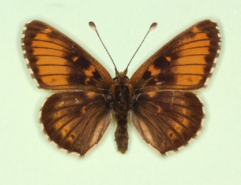 horvathi Glanville Fritillary (Melitaea cinxia)