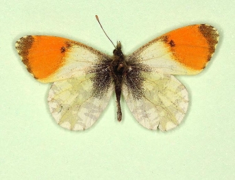 umbrosa Orange-tip (Anthocharis cardamines)