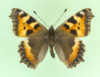 flavofasciata Small Tortoiseshell (Aglais urticae)