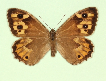 quadriocellata Grayling (Hipparchia semele)