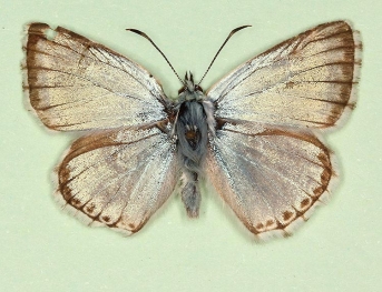 ultraalbocrenata Chalkhill Blue (Polyommatus (Lysandra) coridon)