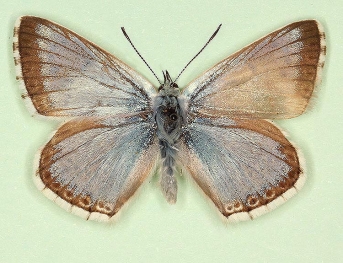 partimtransformis Chalkhill Blue (Polyommatus (Lysandra) coridon)