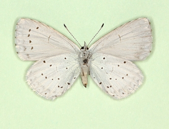sinis-caeca Holly Blue (Celastrina argiolus)