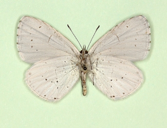 paucipuncta Holly Blue (Celastrina argiolus)