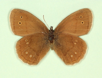 sexoculatus Ringlet (Aphantopus hyperanthus)
