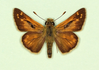 Silver-spotted Skipper (Hesperia comma)