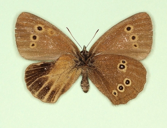 nov Ringlet (Aphantopus hyperanthus)