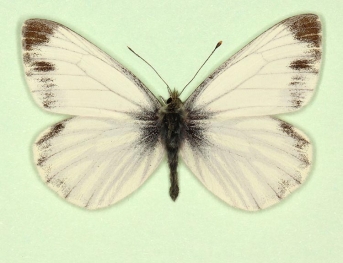 funebris Green-veined White (Pieris napi)