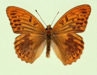 ocellata Silver-washed Fritillary (Argynnis paphia)