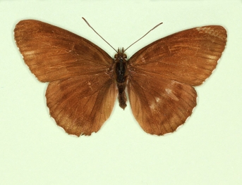 nigrina White Admiral (Limenitis camilla)