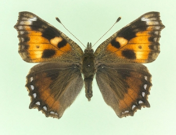 semiichnusoides Small Tortoiseshell (Aglais urticae)