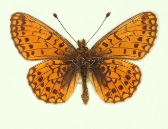 extenuata Small Pearl-bordered Fritillary (Boloria selene)