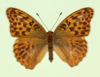 confluens Silver-washed Fritillary (Argynnis paphia)